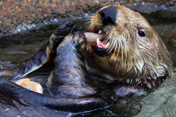 Animal shots of the week